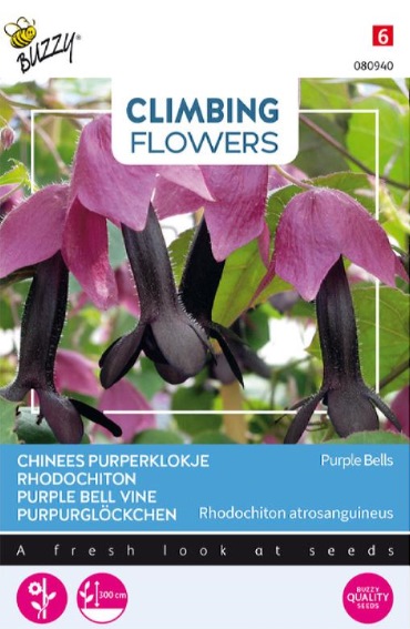 Chinees purperklokje Purple Bells (Rhodochiton atrosanguineus)